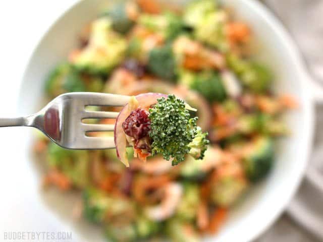 Sweet, tangy, and fresh, this Broccoli Salad with Honey Yogurt Dressing is light and refreshing and healthy side salad for summer. BudgetBytes.com Close up of a forkful of Broccoli Salad with Honey Yogurt Dressing with the bowl in the background