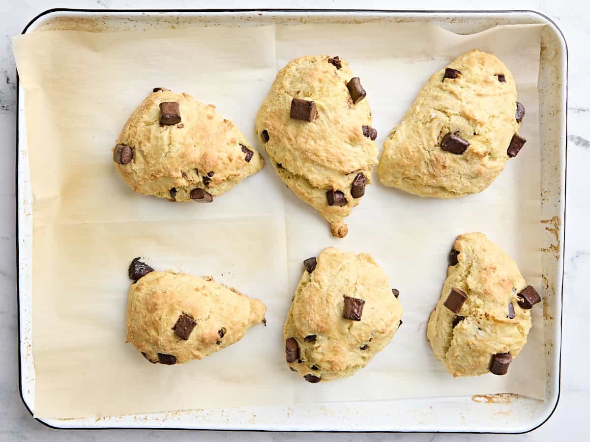 Freshly baked sourdough chocolate chip scones on a parchment lined baking sheet.
